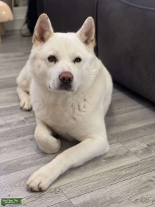 White Japanese Akita inu looking for Bitch Listing Image
