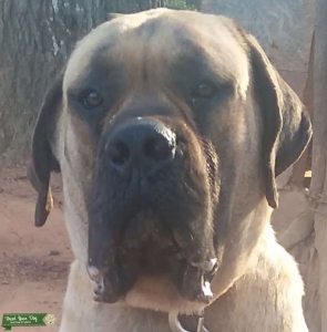 ckc english mastiff 250Ibs Listing Image