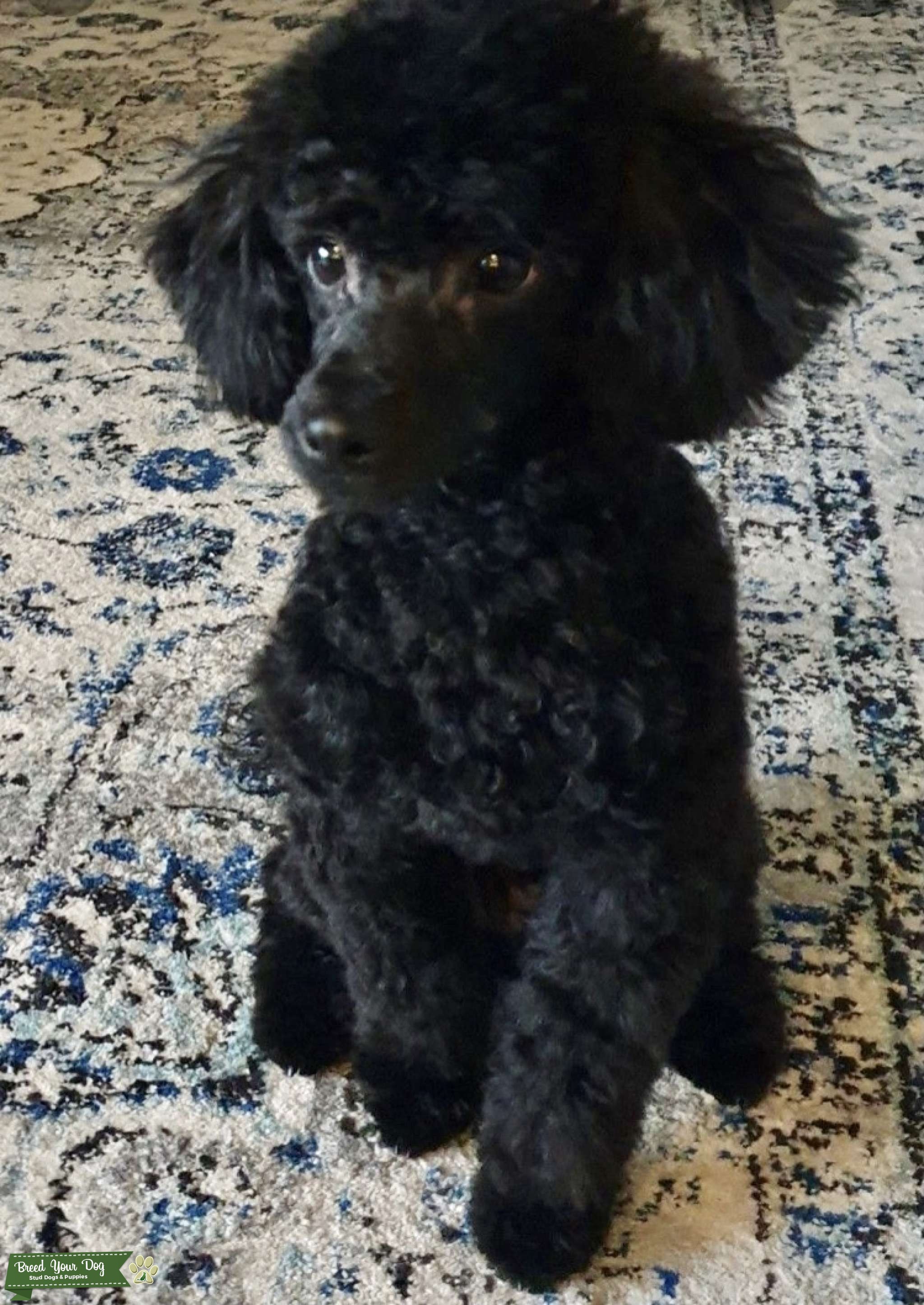 Toy Poodle 5 Generation Pedigree Stud Stud Dog Cheshire Breed Your Dog