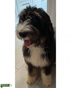F1 Standard Male Bernedoodle (50% AKC Bernese Mountain Dog, 50% AKC Standard Poodle) Listing Image
