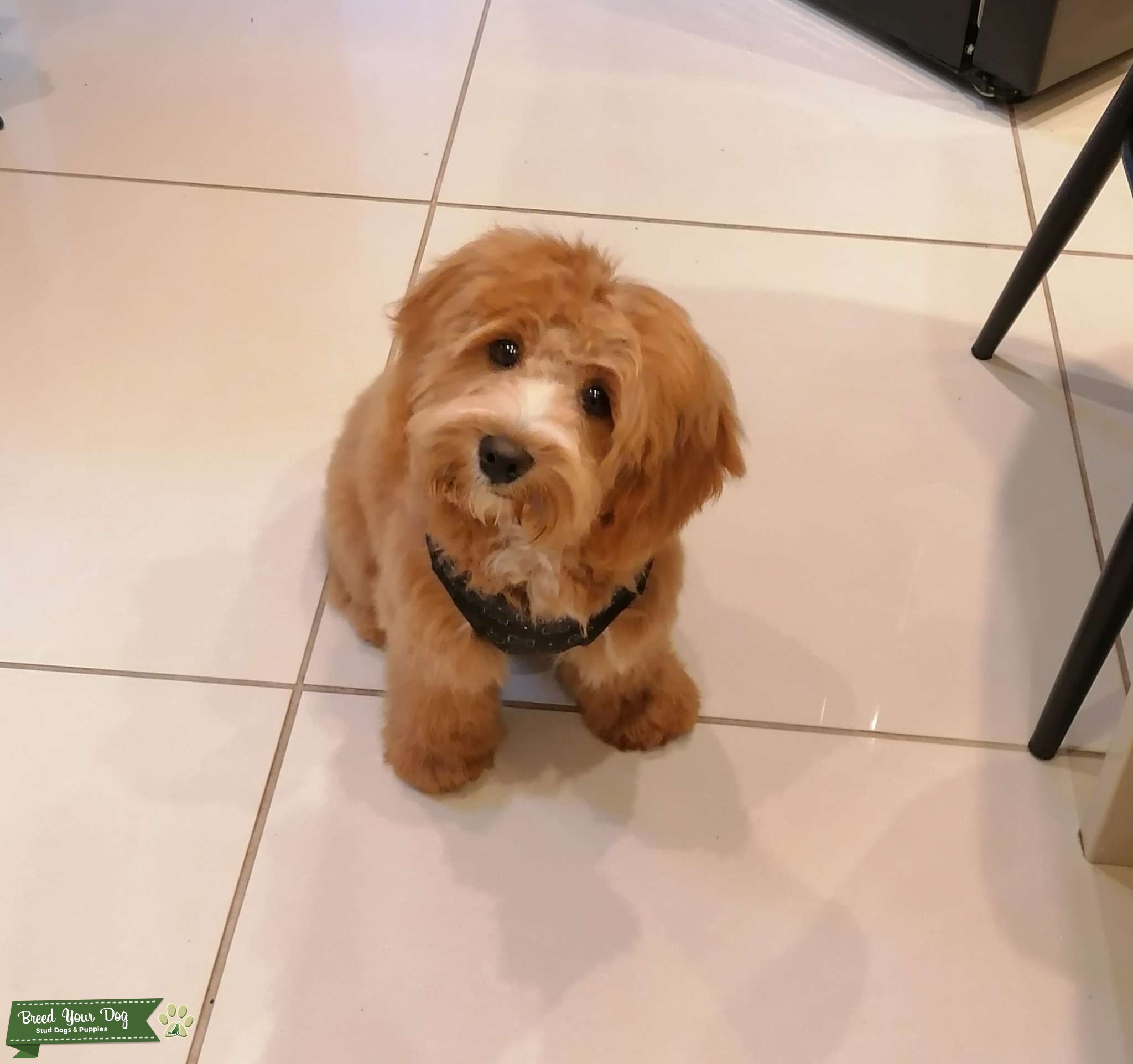 Cavapoo dog for stud Stud Dog Preston/Leyland Breed Your Dog