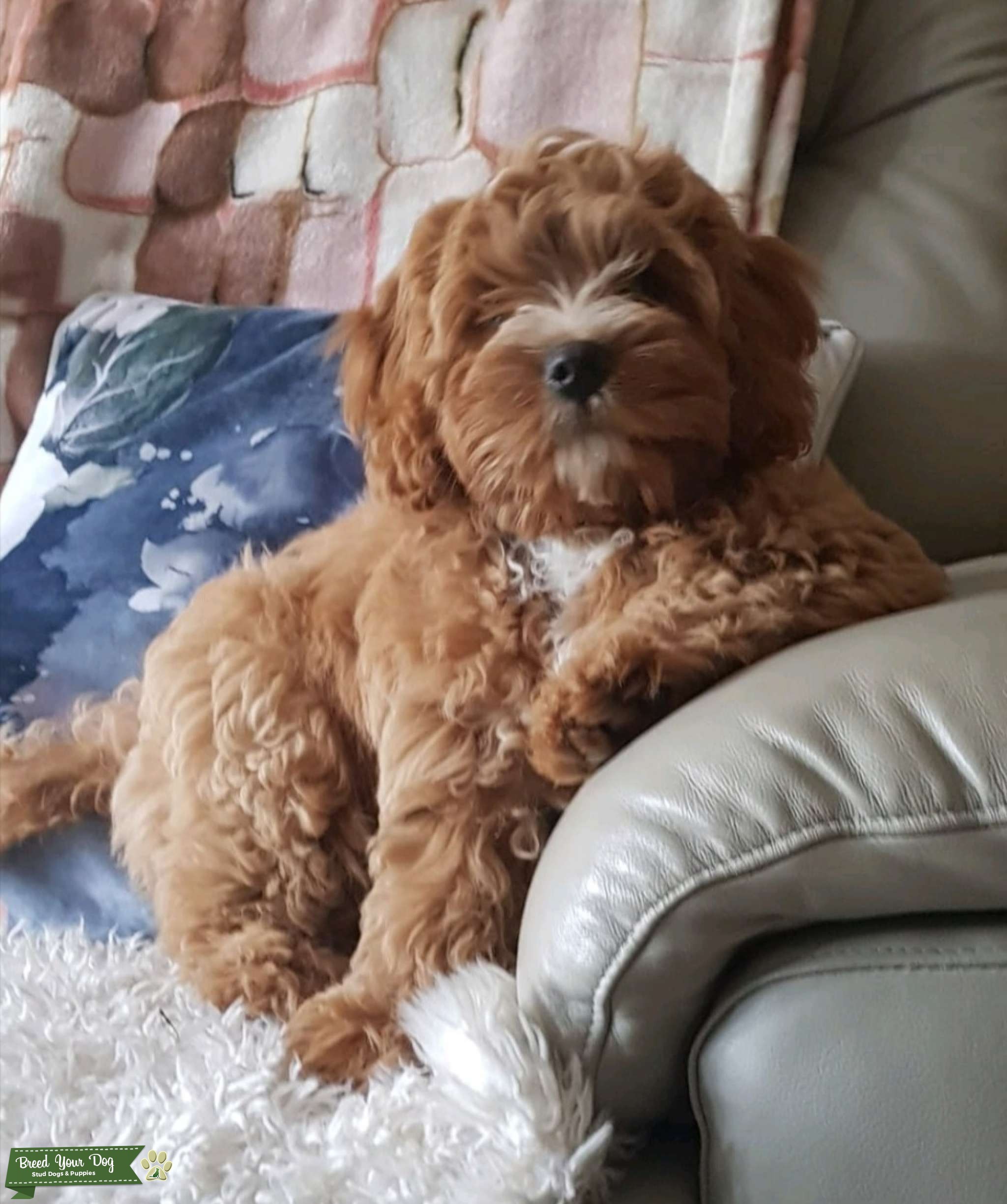 Cavapoo dog for stud Stud Dog Preston/Leyland Breed Your Dog