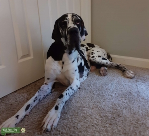 European Pure Blood Harlequin, Has many Champions in his Pedigree. 2.5 years old. 155 Lbs. 35.5 inches tall.  Listing Image