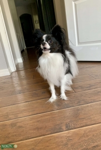 AKC Registered 6 pound Papillon  Listing Image