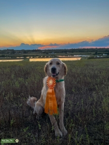AKC Purebred and Titled Golden Listing Image