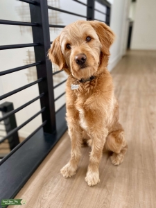F1 Goldendoodle Stud Listing Image