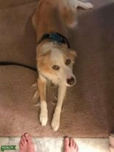 Blue eyed gold border collie Listing Image