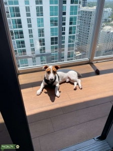 Jack Russel Stud Listing Image