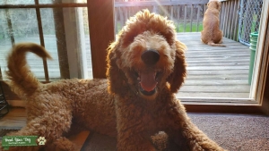 CKC Standard Poodle for Stud Listing Image