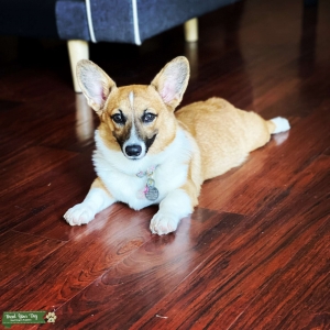 Pembroke welsh corgi Listing Image