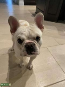 White French Bulldog Listing Image