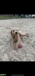 Yellow labradoodle Listing Image