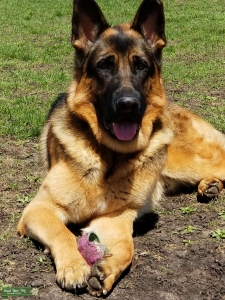 AKC Black and Red German Shepherd Stud Listing Image