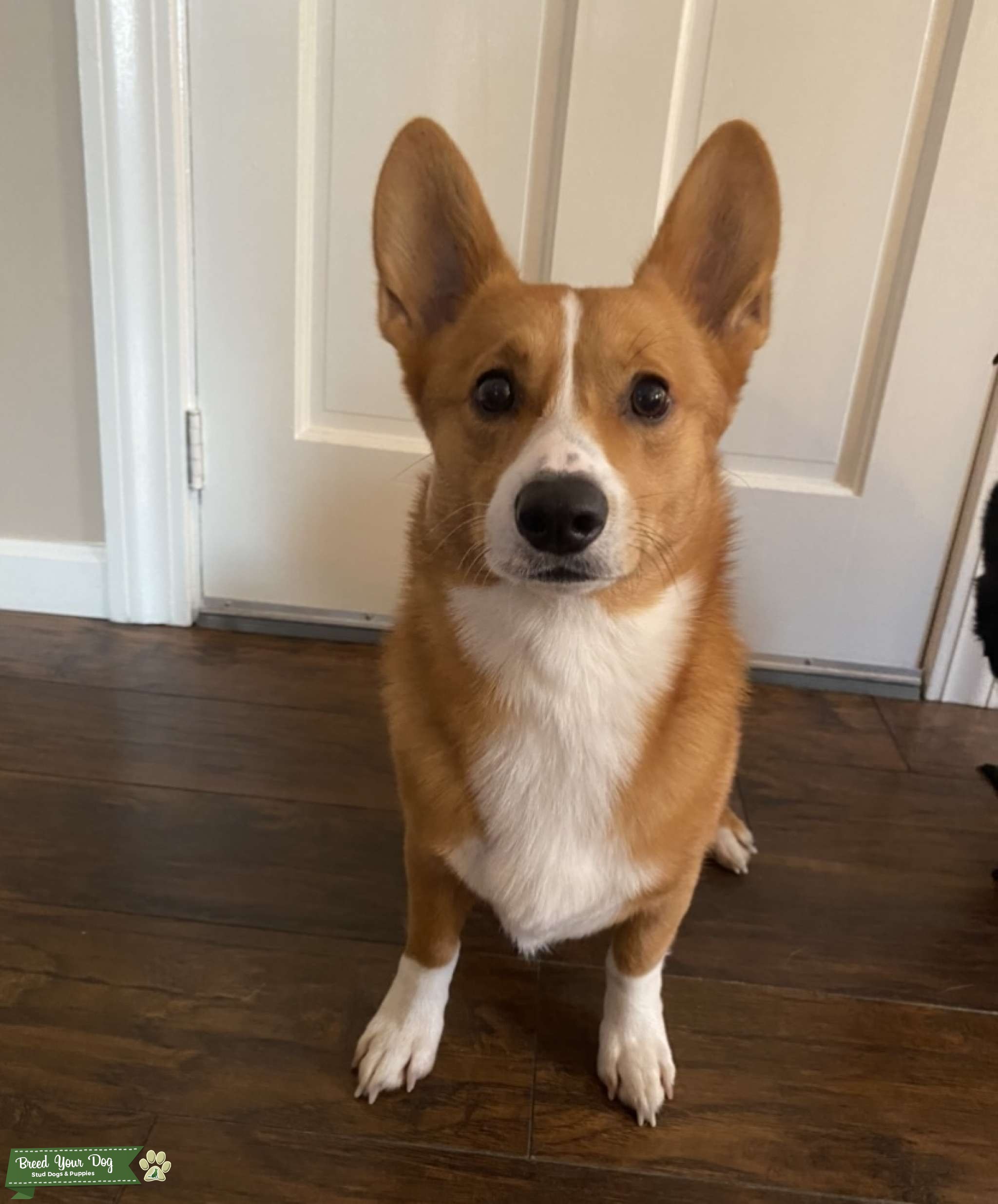 Pemproke Welsh Stud Dog in Kentucky, the United States Breed