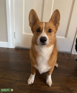 Pemproke Welsh Corgi Listing Image