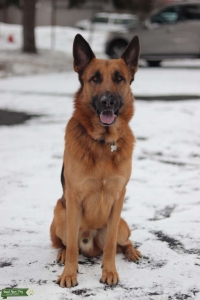 GORGEOUS GERMAN SHEPHERD STUD Listing Image