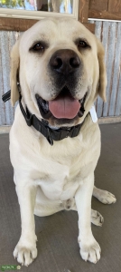 Looking to breed  Listing Image