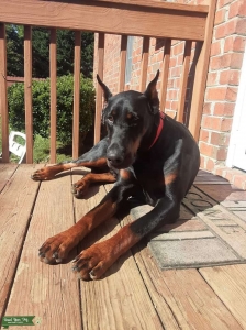 Doberman for stud service  Listing Image