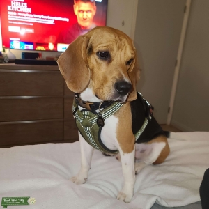 Beagle stud Listing Image