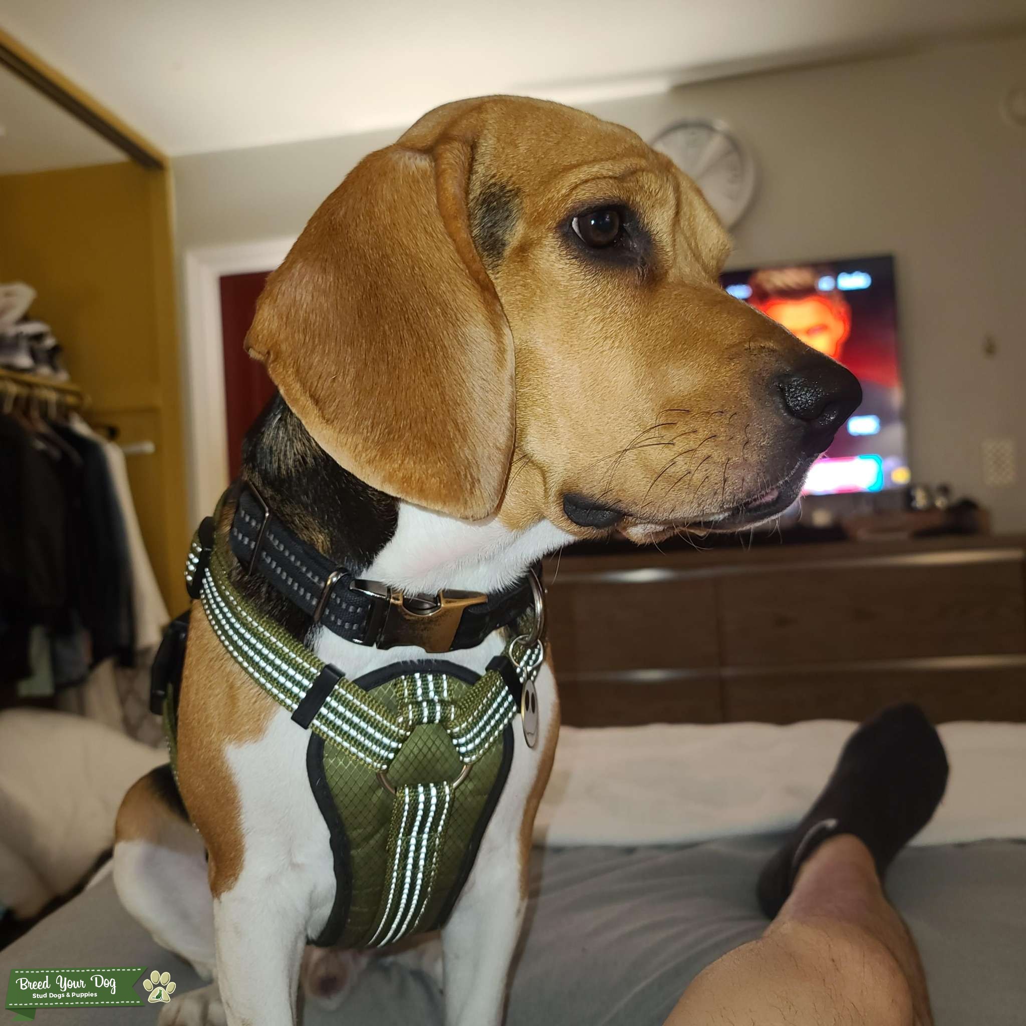 Beagle stud Stud Dog in Orange county , the United States Breed