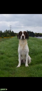 Springer spaniel stud Listing Image