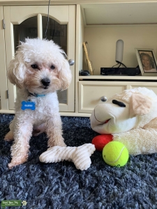 White Toy Poodle Seeking Girlfriend  Listing Image