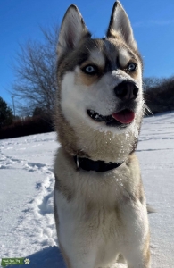 Handsome Siberian husky  Listing Image