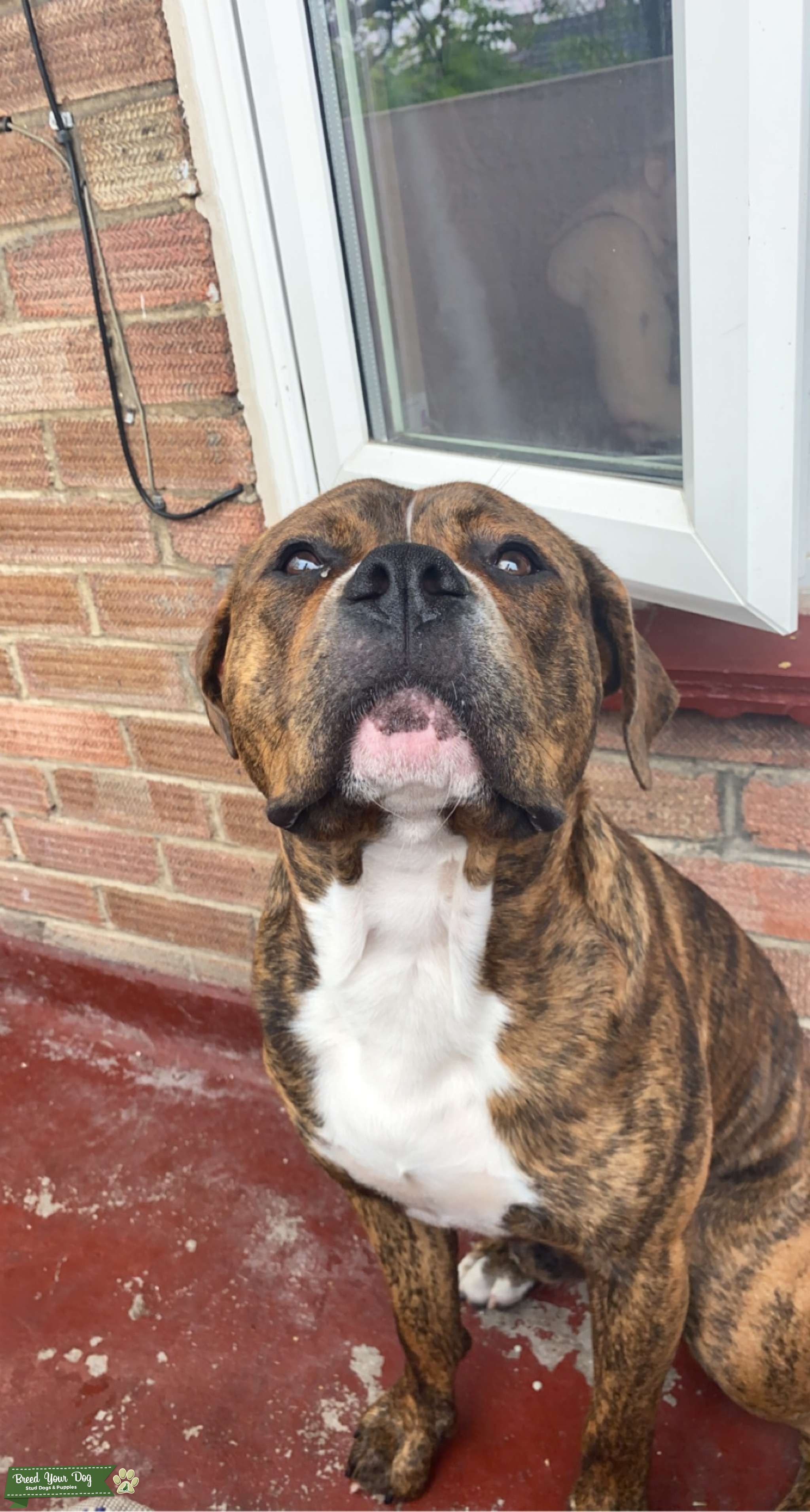 Brown brindle xl American bully Stud Dog in Norfolk, Australia