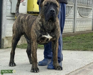Stud presa canario  Listing Image