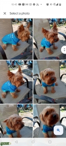 Yorkie in heat Listing Image