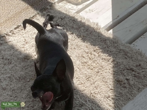Deer face Chihuahua Listing Image