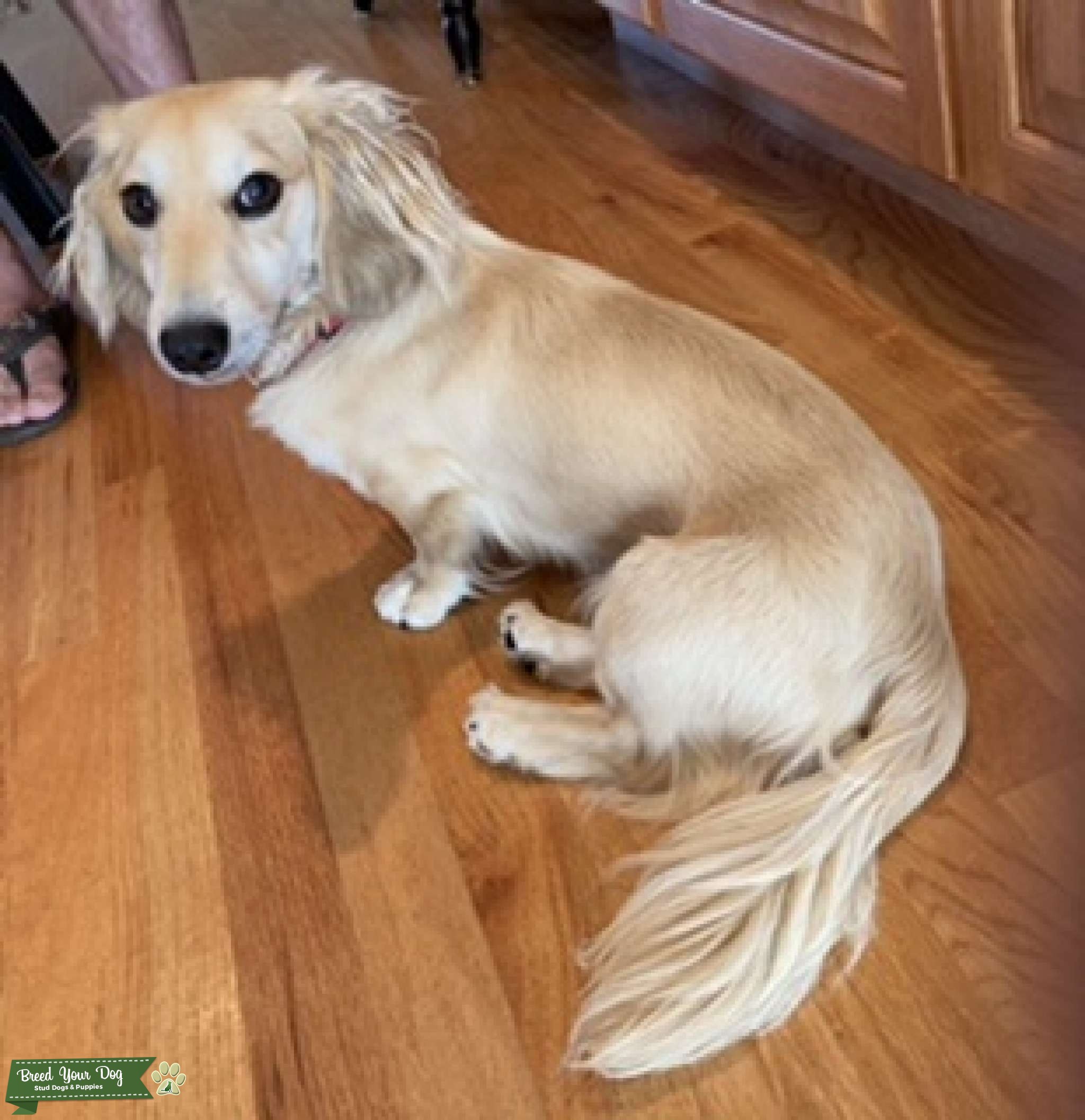 Stud dog Stud Dog Northen Breed Your Dog