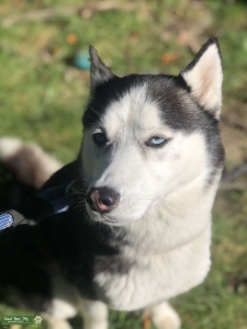 Energetic husky Listing Image