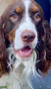 Handsome STUD! English Springer Spaniel Listing Image