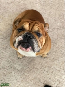 Very Friendly Red Bulldog  Listing Image