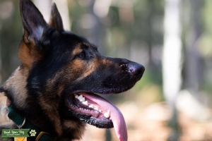 AKC Champion bloodline Stud German Shepherd Listing Image