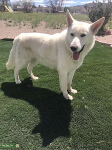 White German Shepherd  Listing Image