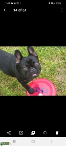 Minature frenchy solid black mobile  Listing Image