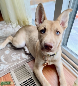 Siberian Husky Mix Listing Image