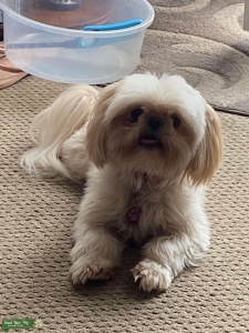 Stud dog wanted Listing Image