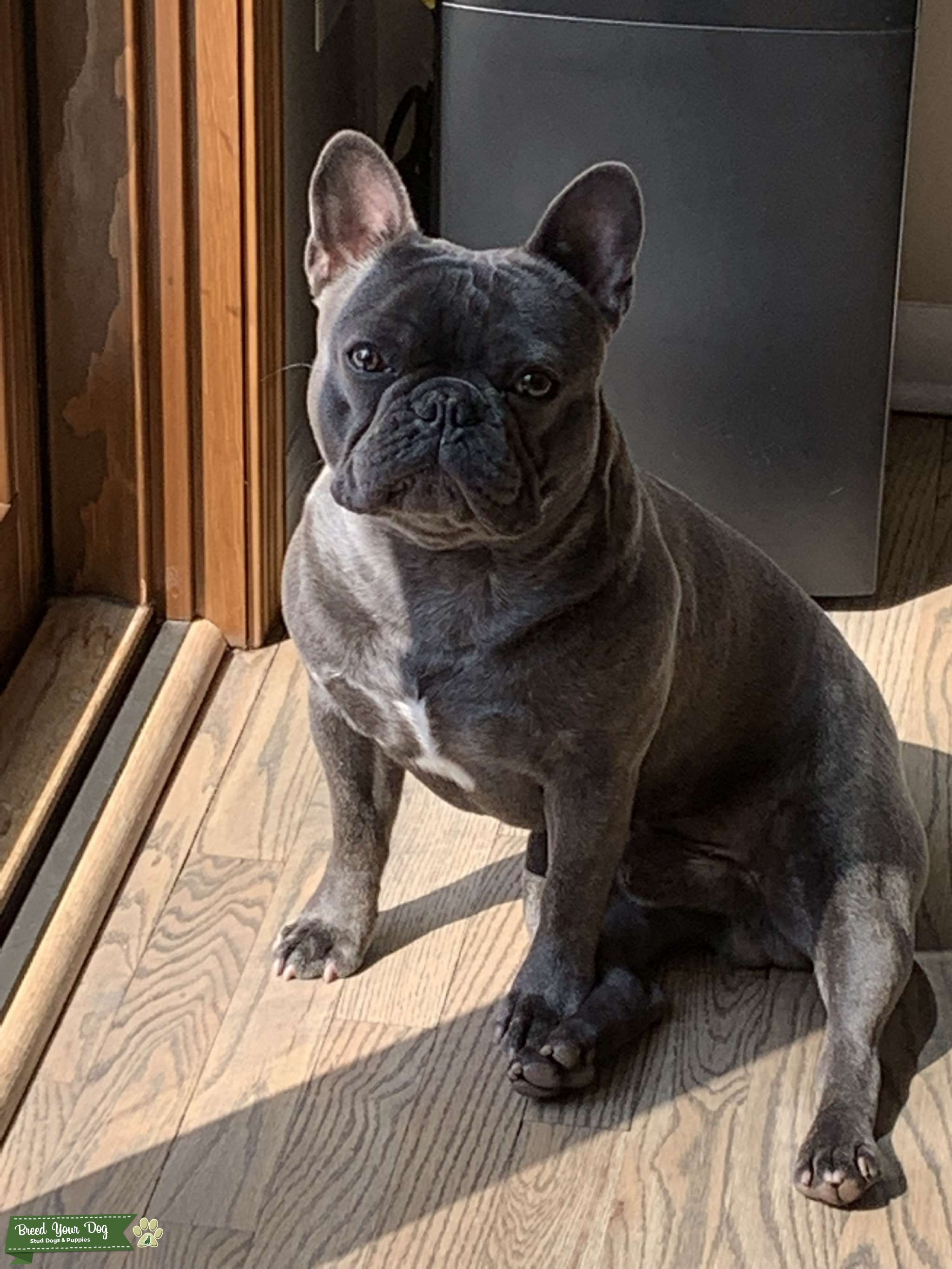 Blue Brindle for stud - Stud Dog Midwest - Breed Your Dog