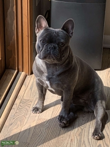 Blue Brindle for stud  Listing Image
