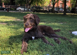 Brown Labradoodle (rare) Listing Image