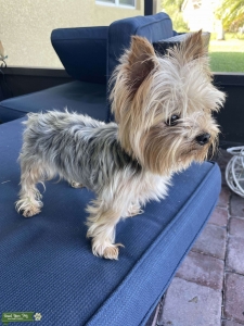 Yorkshire terrier miniature pure breed male stud Listing Image