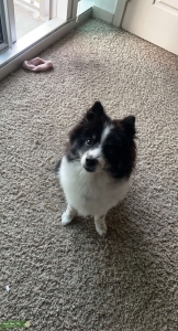 Pomsky Stud looking for Pomsky mate Listing Image
