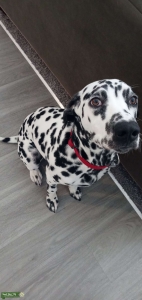 Stud looking for love Listing Image