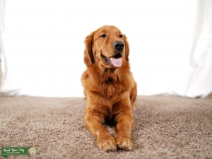 Pedigree - Golden Retriever (Golden color) Listing Image