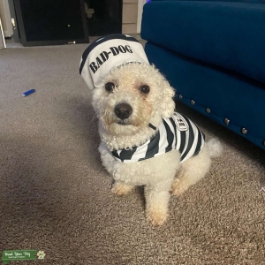 2 year Purebred Bichon Frise  Listing Image