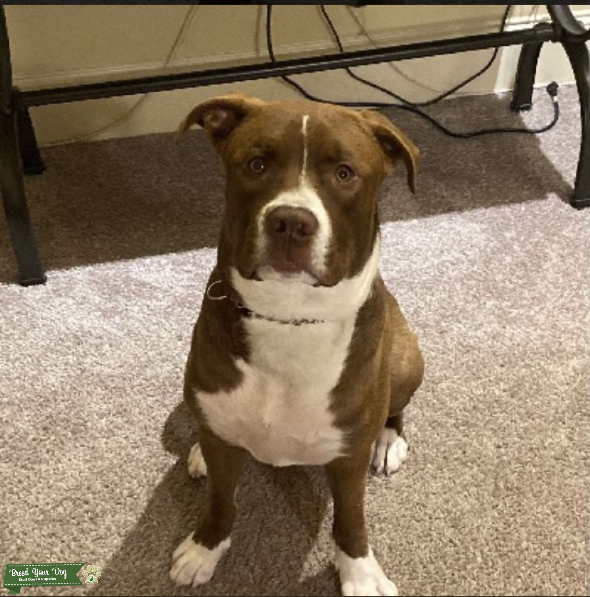 Chocolate/white mastiff boxer mix Stud Dog in Atlanta ga , the United