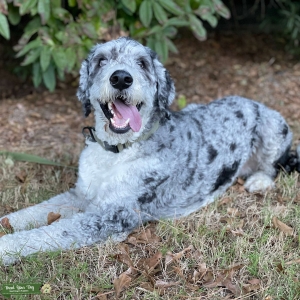 Rare Blue Merle Bernadoodle  Listing Image